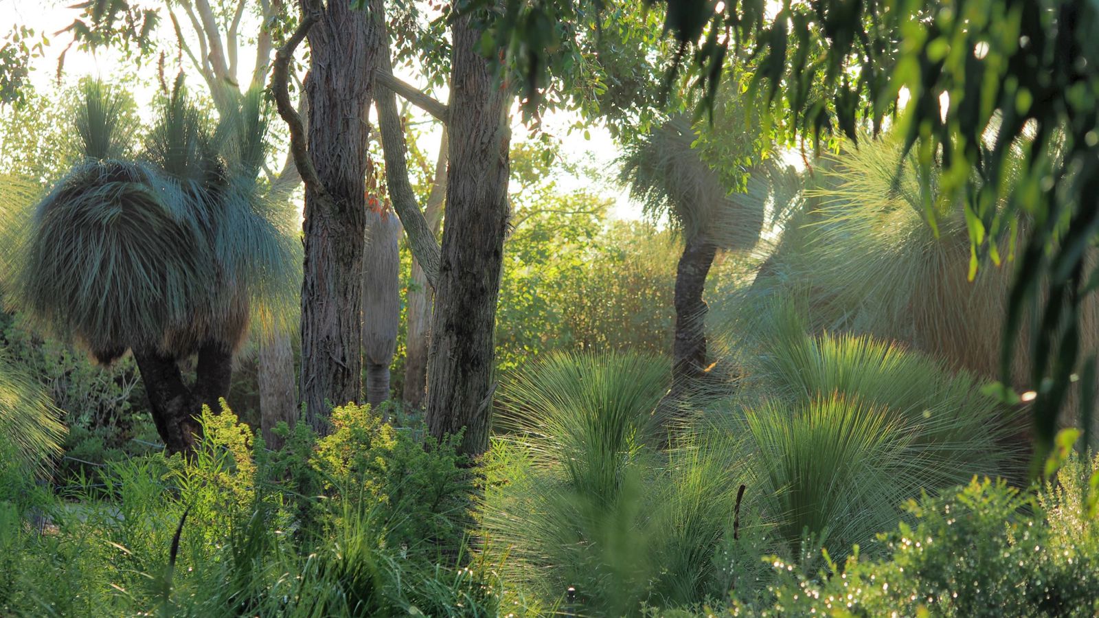 Stringybark Garden | Royal Botanic Gardens Victoria