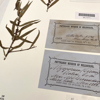 A small fragment of a plant specimen with long thin leaves sits next two bluish labels. The top label has patches of brownish discolouration, and the bottom label is a uniform blue. The top label has small, neat handwriting with the collector's name, the date and the collecting locality, and the lower label has the same collecting information and the species name in large, scrawled handwriting.