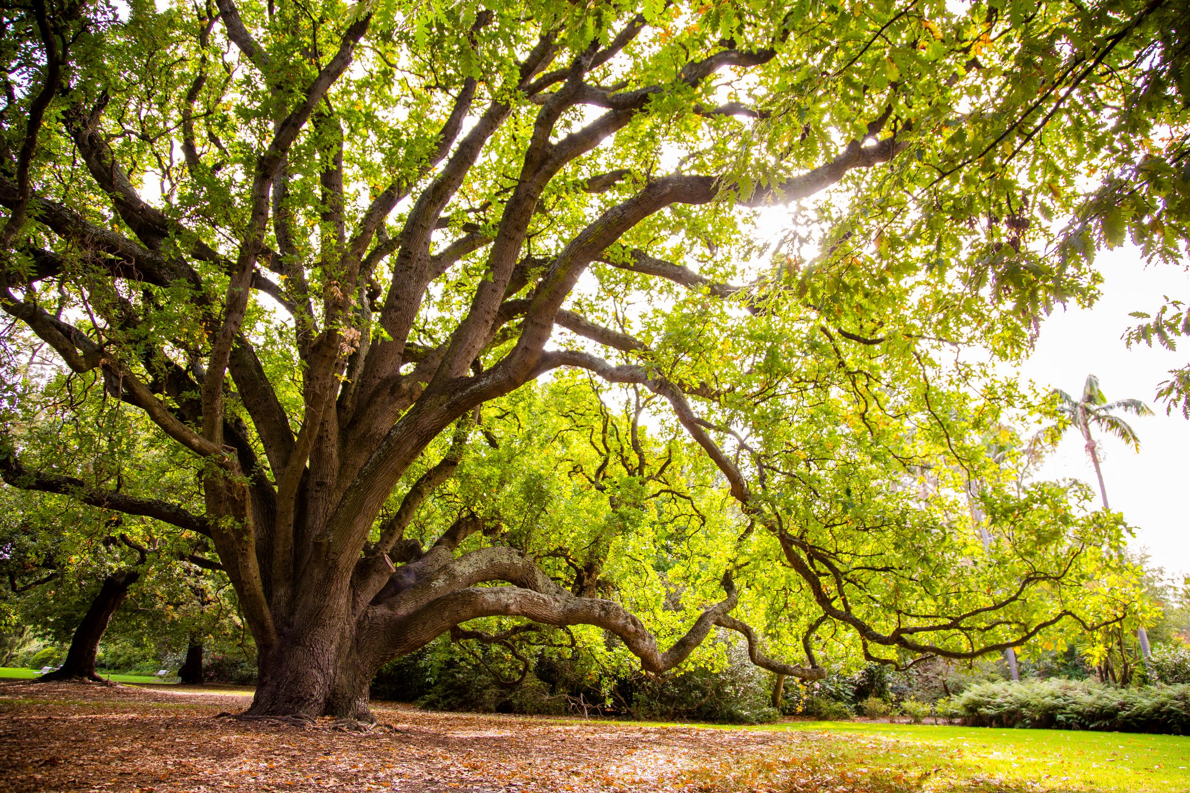 175 Years | Royal Botanic Gardens Victoria