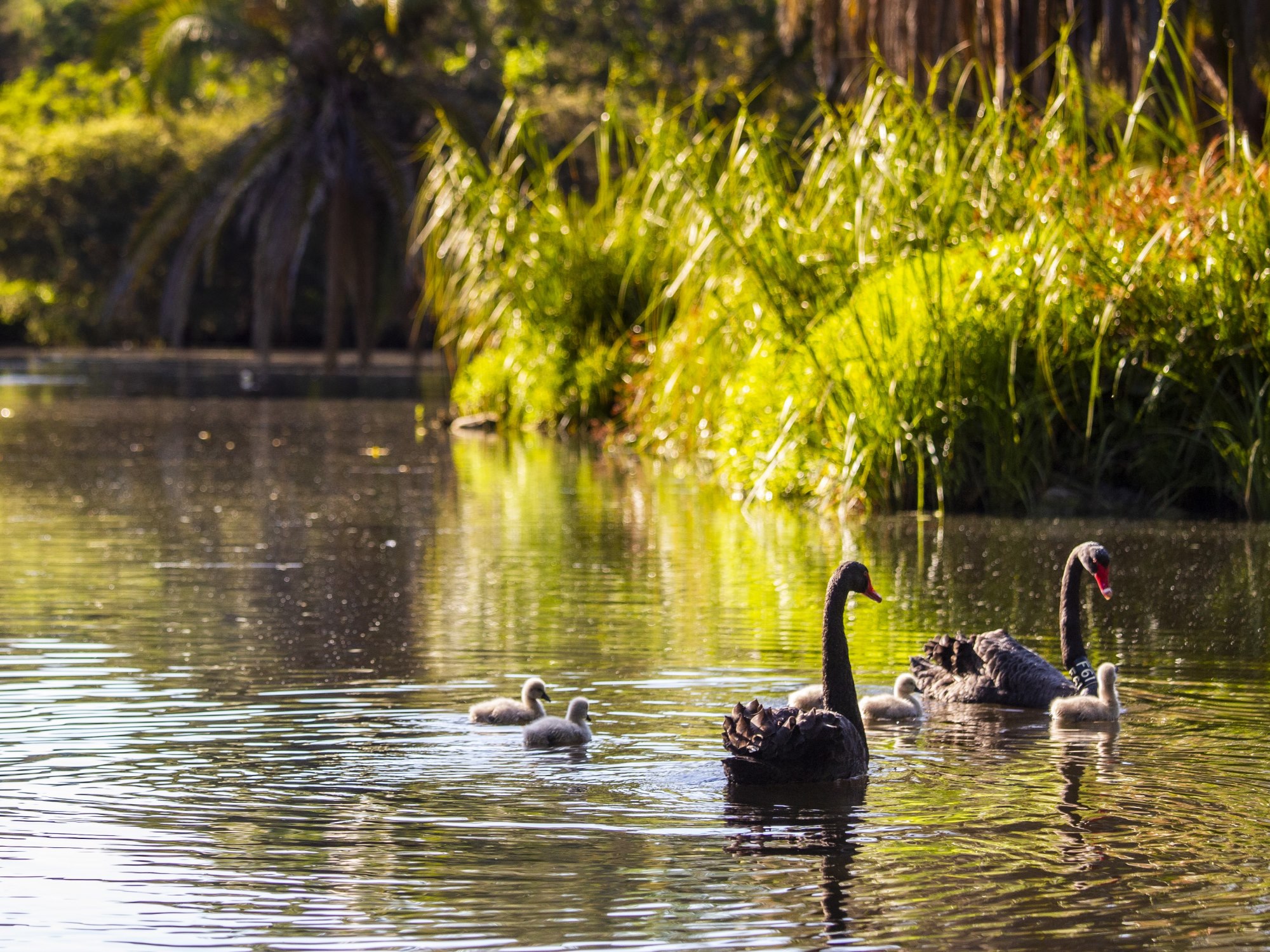 Discover Melbourne Gardens | Royal Botanic Gardens Victoria