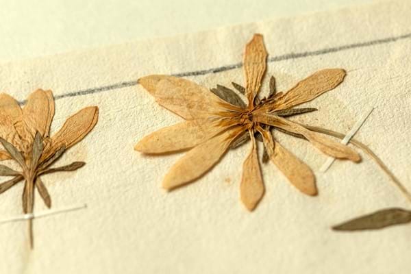 Two pressed and dried flowers with yellow petals and olive green bracts. They are attached to old yellowing textured paper with thin strips of cream-coloured gummed paper. 