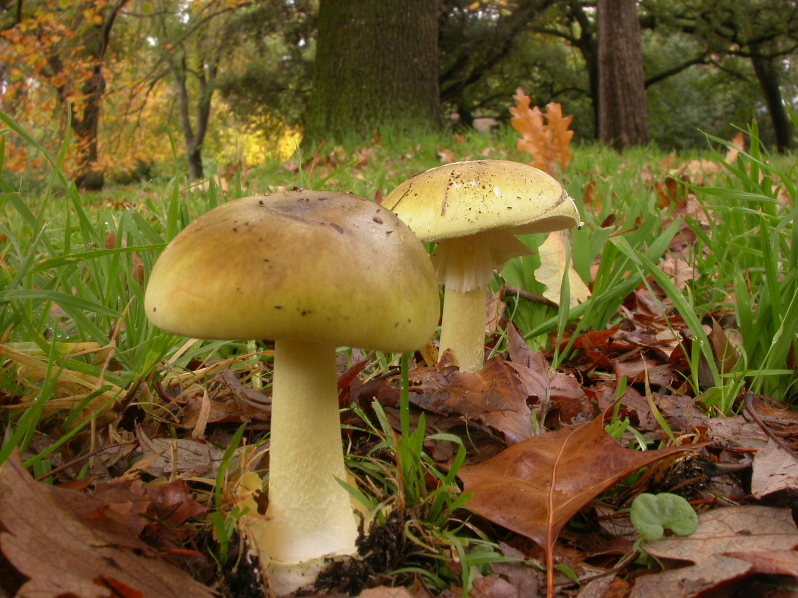 death cap mushroom