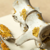 Two vertebrae of a spinal column rest on a plain surface next to two fragments of pale bark. All are peppered with small, rounded scales of a crusty, yellow lichen.