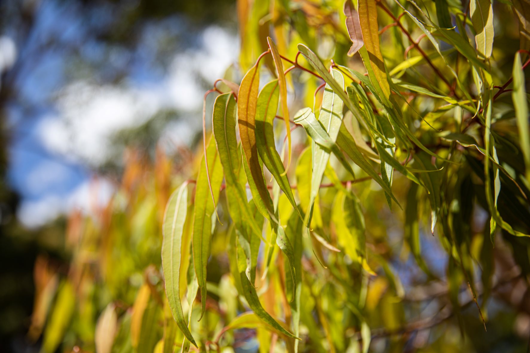 Trees in the Australian Garden | Royal Botanic Gardens Victoria