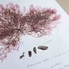 A finely branching red algae attached to a sheet of white card. Three small pieces of rocky substrate are attached to the sheet below the alga. Handwitten notes in pencil record details of where and when the alga was collected.