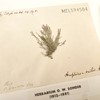 A small green-grey specimen is attached to a small piece of discoloured card which is, in turn, affixed to a larger white card. It has a branching, slightly tufted form, and some parts have broken away from the main specimen but remain attached to the card. Various brief handwritten and printed annotations appear in each corner of the smaller card.