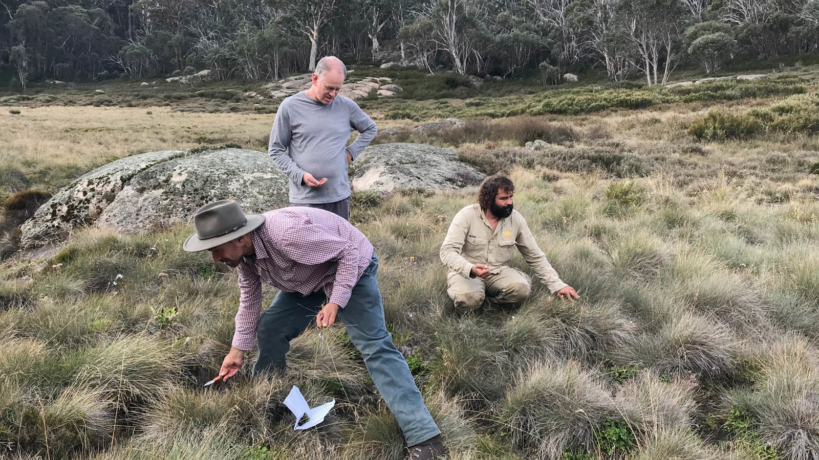 Seed collecting on Mt Buffalo National park (in photo L to R: Andre Messina, Sturt Gibbs, Mathieu Lascostes)