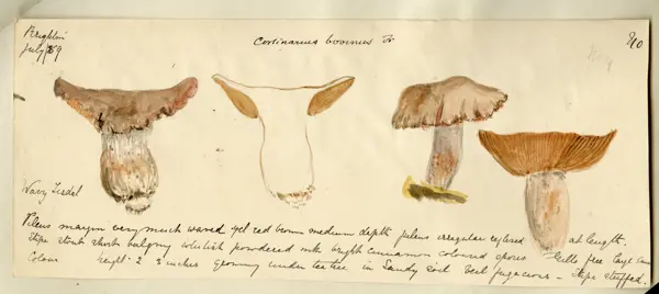 A painting of four mushrooms from different angles, including one in cross section. Each has been rendered in different shades of grey, orange, and brown, with delicate outlines. A title at the top and several lines of cursive text at the base annotate the painting.