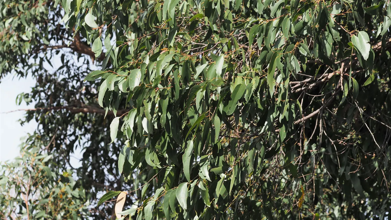 Stringybark Garden | Royal Botanic Gardens Victoria